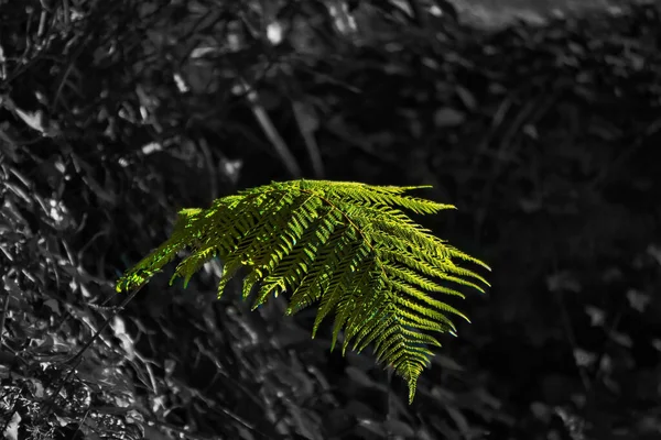 Μια Επιλεκτική Έγχρωμη Φωτογραφία Ενός Πράσινου Φύλλου — Φωτογραφία Αρχείου