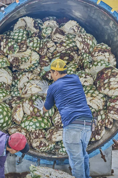 Man Piling Agave Oven Ready Steam — Stok fotoğraf