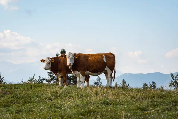 Closeup Hereford Cattle Meadow — Stock Photo, Image