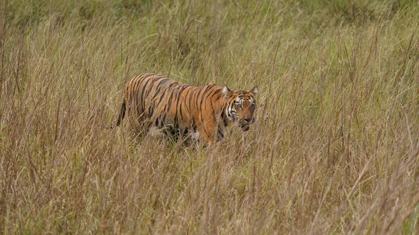 Gros Plan Tigre Marchant Travers Champ Travers Blé Grande Taille — Photo