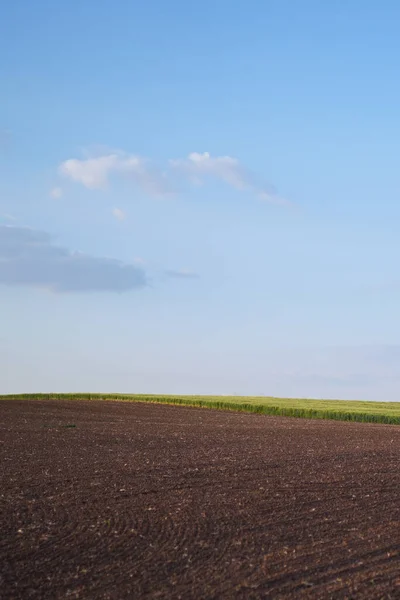 Açık Mavi Gökyüzünün Altındaki Bir Alanın Dikey Görüntüsü — Stok fotoğraf