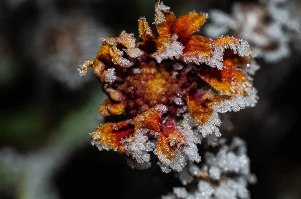 霜に覆われた冬の花のクローズアップショット — ストック写真