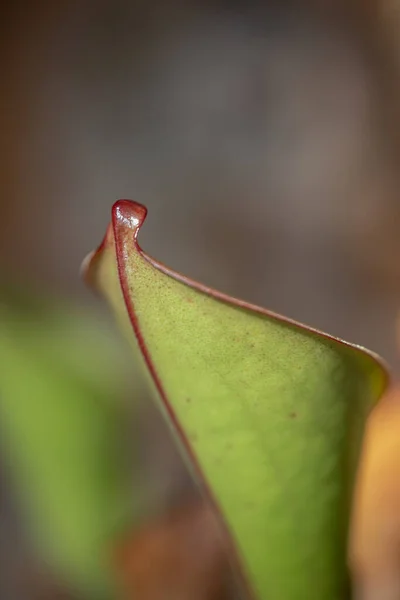 Primer Plano Una Hoja Verde —  Fotos de Stock