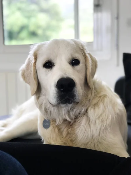 Portrait Golden Retriever Dans Salo — Stock Photo, Image