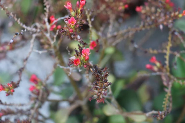 Selective Shot Red Kalanchoe Blossfeldiana — Stock Photo, Image