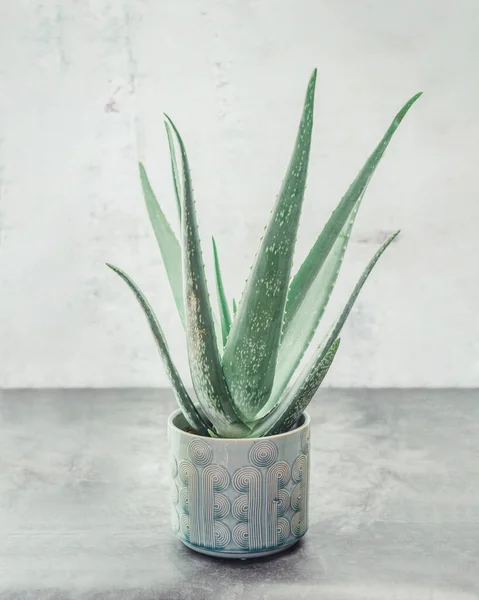 Vertical Closeup Aloe Vera Pot Gray Textured Surface — Stock Photo, Image