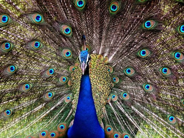 Tiro Close Pavão Com Uma Bela Cauda Aberta — Fotografia de Stock