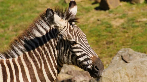 Tiro Close Cabeça Uma Zebra Selvagem Com Pedras Atrás Fundo — Fotografia de Stock