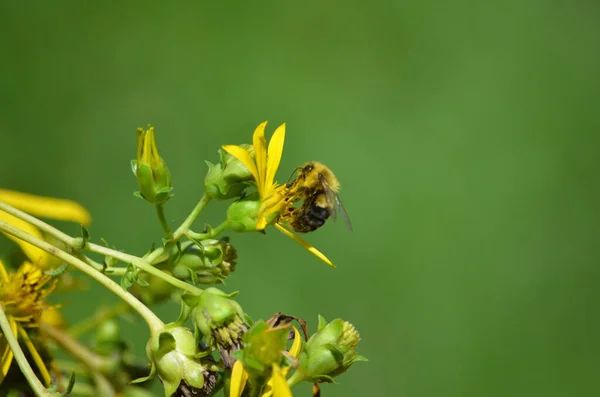 Ein Selektiver Fokus Einer Honigbiene Die Pollen Einer Blume Sammelt — Stockfoto