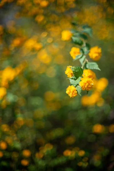 Seçici Bir Odak Noktası Bahçedeki Sarı Japon Kerria Çiçeklerini Vuruyor — Stok fotoğraf