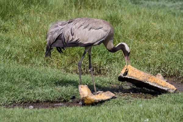 Scenic View Demoiselle Crane Standing Green Grass Pecking Wood — Stock Photo, Image