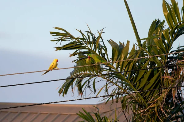 Papagaios Empoleirados Fio Cabo Lado Uma Palmeira Aldeia — Fotografia de Stock