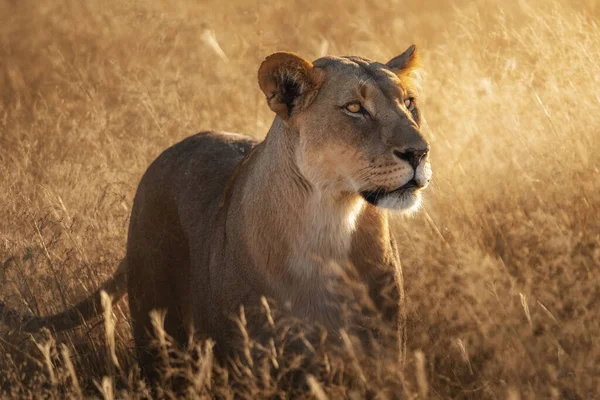 Güneşin altındaki otların arasında bir dişi aslan.