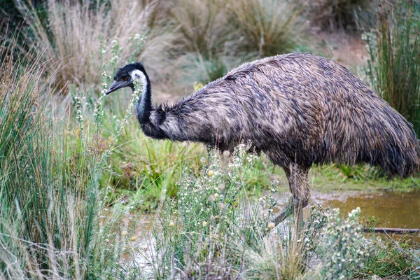 Closeup Shot Emu Nature — Stock Photo, Image