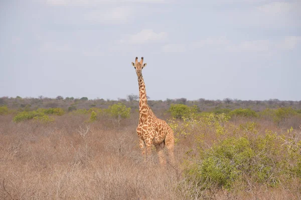 Una Giraffa Solitaria Nel Parco Nazionale Tsavo East Kenya — Foto Stock