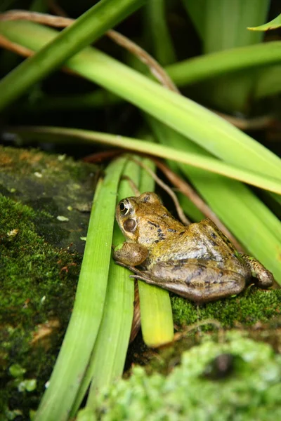 自然の生息地でヨーロッパのカエルのクローズアップショット — ストック写真