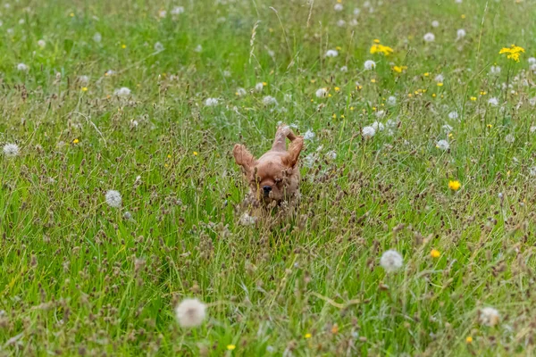 Dog Cavalier King Charles Portrait Cute Ruby Puppy Running Field — Stock Photo, Image