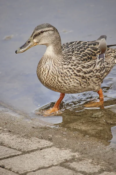 Selective Focus Shot Mallard Water — Stockfoto