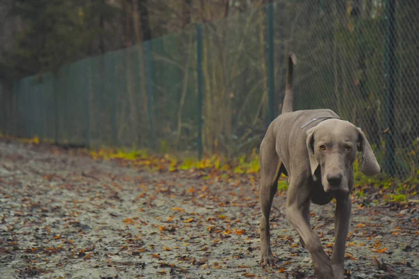 Ένα Σκυλί Weimaraner Περπατώντας Στο Πάρκο — Φωτογραφία Αρχείου