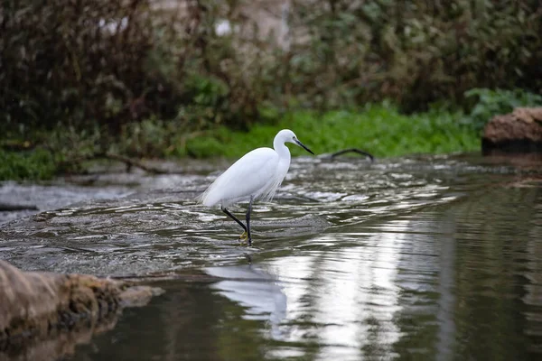 Vit Egret Grund Flod Mot Suddig Bakgrund — Stockfoto