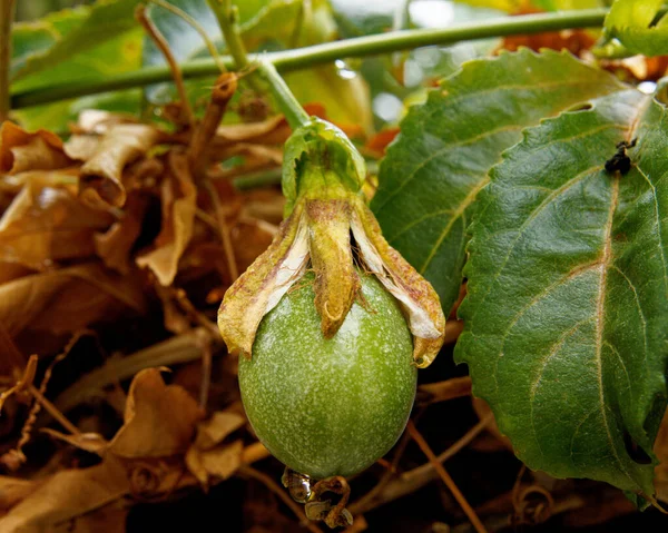 Olgunlaşmamış Tutku Meyvesine Yakın Çekim Passiflora Edulis — Stok fotoğraf