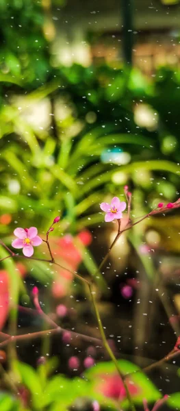Primo Piano Fiori Rosa Waterleaf Coltivati Giardino Primavera — Foto Stock