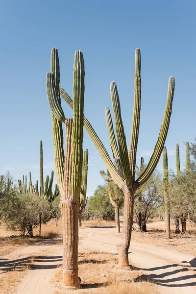 Baja California Bir Çölde Uzun Bir Kaktüsün Dikey Çekimi — Stok fotoğraf