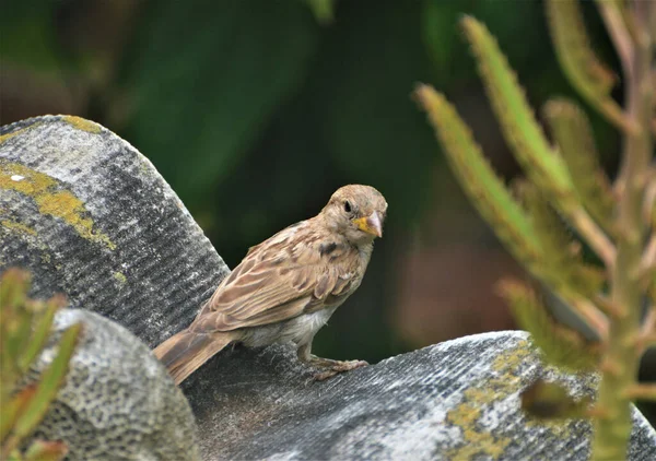 Selective Focus Shot Cute House Sparrow Bird Perched Top Roof — Stock Photo, Image