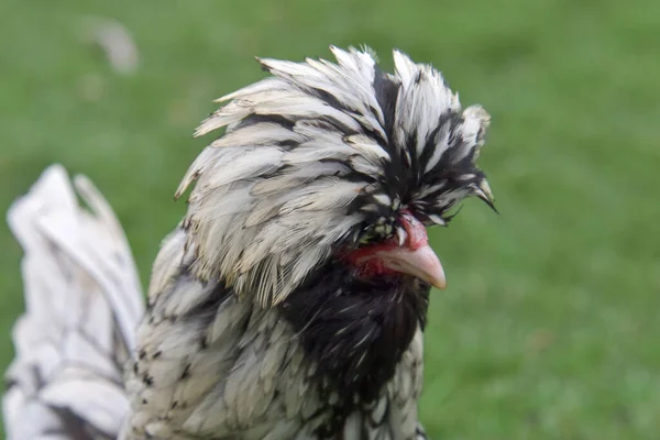 Een Zilveren Zwarte Polish Pullet Buiten Groen Gras — Stockfoto