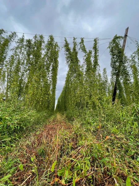 Eine Schöne Vertikale Silhouette Eines Dunklen Waldes Unter Einem Grauen — Stockfoto