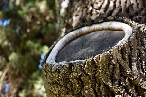 Already Healed Tree Trunk Outdoor Park — Stock Photo, Image