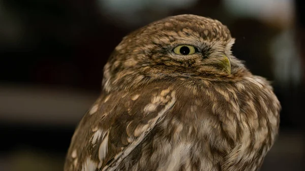 นกฮ Athene — ภาพถ่ายสต็อก