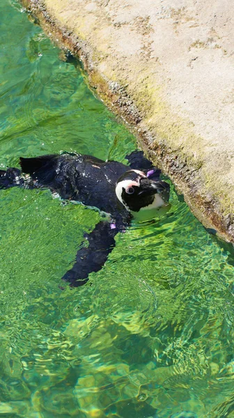 Une Vue Dessus Pingouin Humboldt Nageant Dans Lac Sortant Tête — Photo