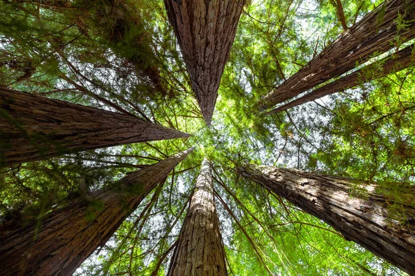 Angle Bas Des Arbres Dans Forêt Yosemite Valley États Unis — Photo