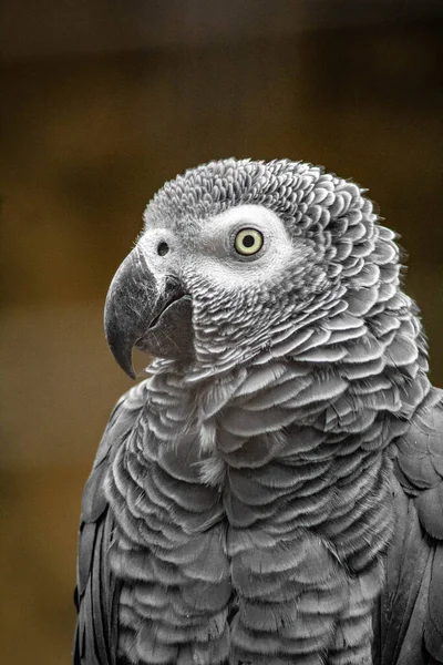 Egy Függőleges Felvétel Egy Szürke Papagájról Egy Állatkertben Homályos Háttérrel — Stock Fotó