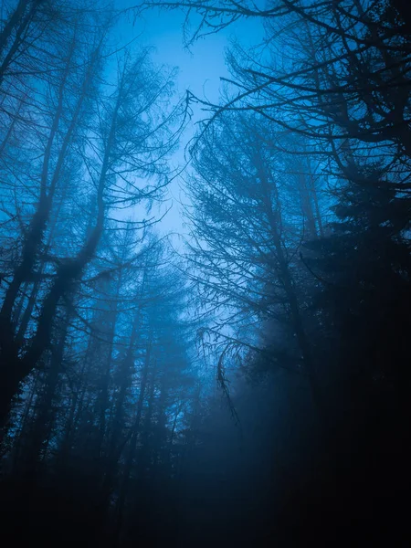 Una Vista Basso Angolo Una Bella Foresta Una Giornata Nebbiosa — Foto Stock