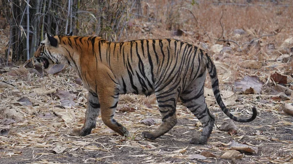 Gros Plan Tigre Marchant Dans Champ — Photo