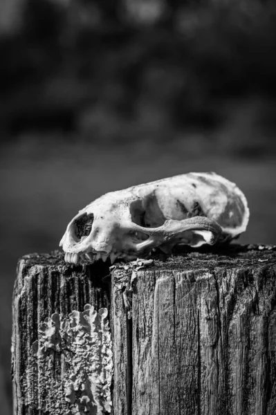 動物の頭蓋骨の垂直のグレースケールショット — ストック写真
