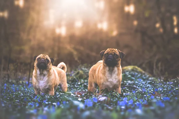 정원에 귀여운 강아지 — 스톡 사진