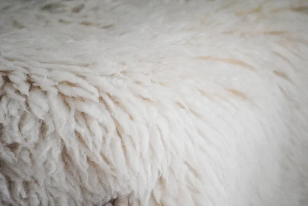 Couro Com Ovelha Branca Para Decorar Interiores — Fotografia de Stock