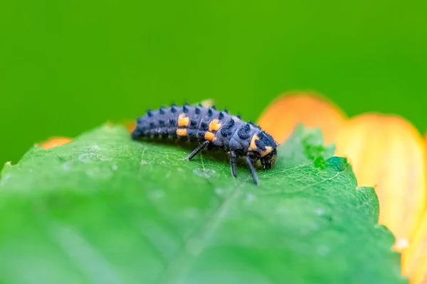 Yedi Noktalı Uğur Böceği Larvası Bir Çiçekte Siyah Turuncu Böcek — Stok fotoğraf