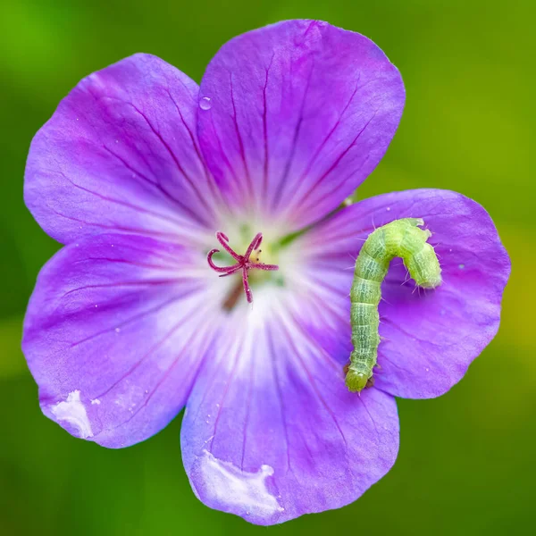 A green caterpillar on a purple flower, colorful insect in the garden