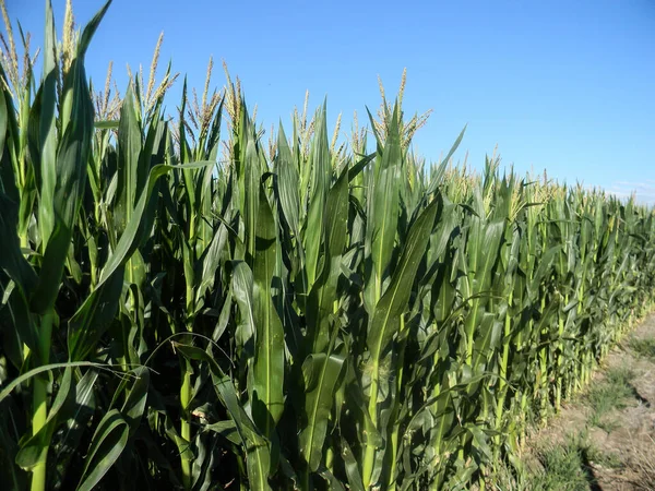 Landscape Corn Plantation Summer Argentine Countryside — Stock Photo, Image