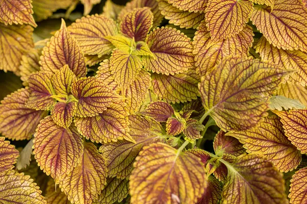 緑と紫の葉を持つ植物のクローズアップショット — ストック写真