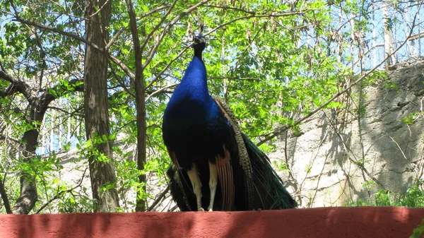 Belo Tiro Pavão Zoológico — Fotografia de Stock