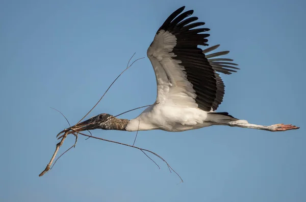 Una Cigüeña Madera Volando Alto Cielo Azul Florida — Foto de Stock