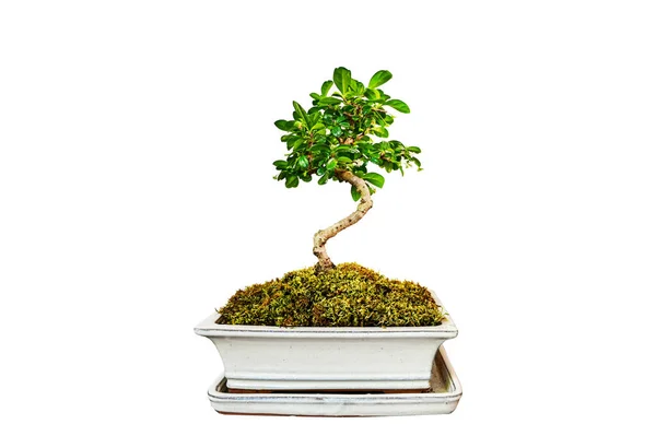 Egy Bonsai Elszigetelve Fehér Hátoldalon — Stock Fotó