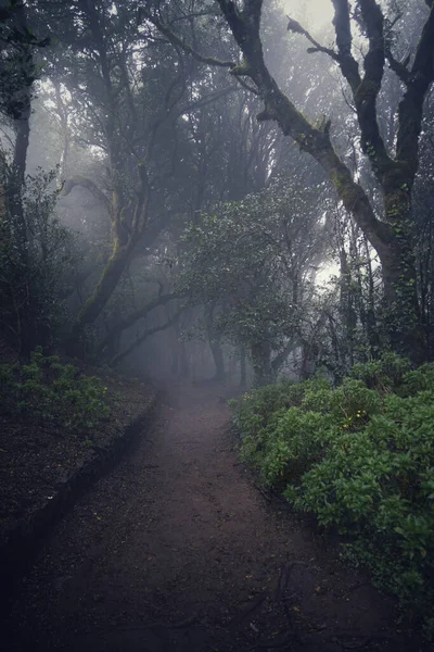神秘的な森の中に木がある道路の美しい景色 — ストック写真