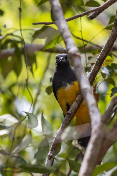 Ein Trogon Mit Einem Weißen Schwanz Thront Auf Einem Baum — Stockfoto