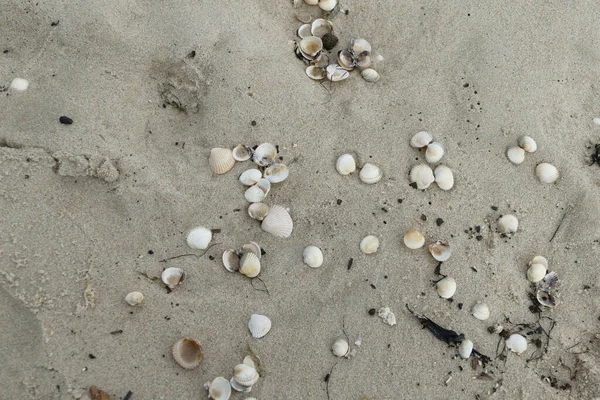 海滩上一束白色贝壳拍成的高角照片 — 图库照片